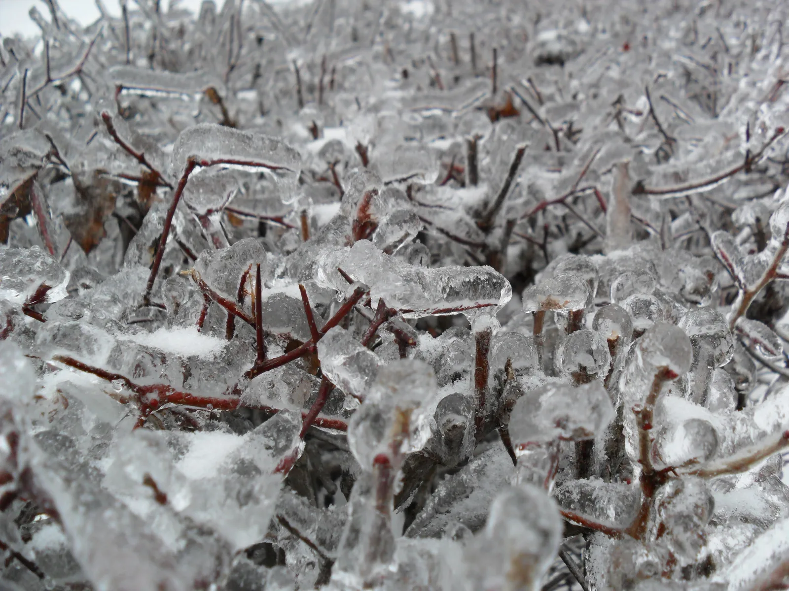 Photo from 26 December 2010