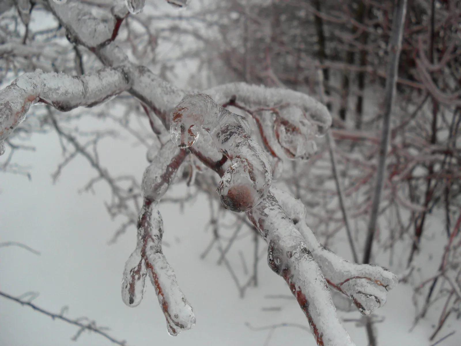 Photo from 26 December 2010