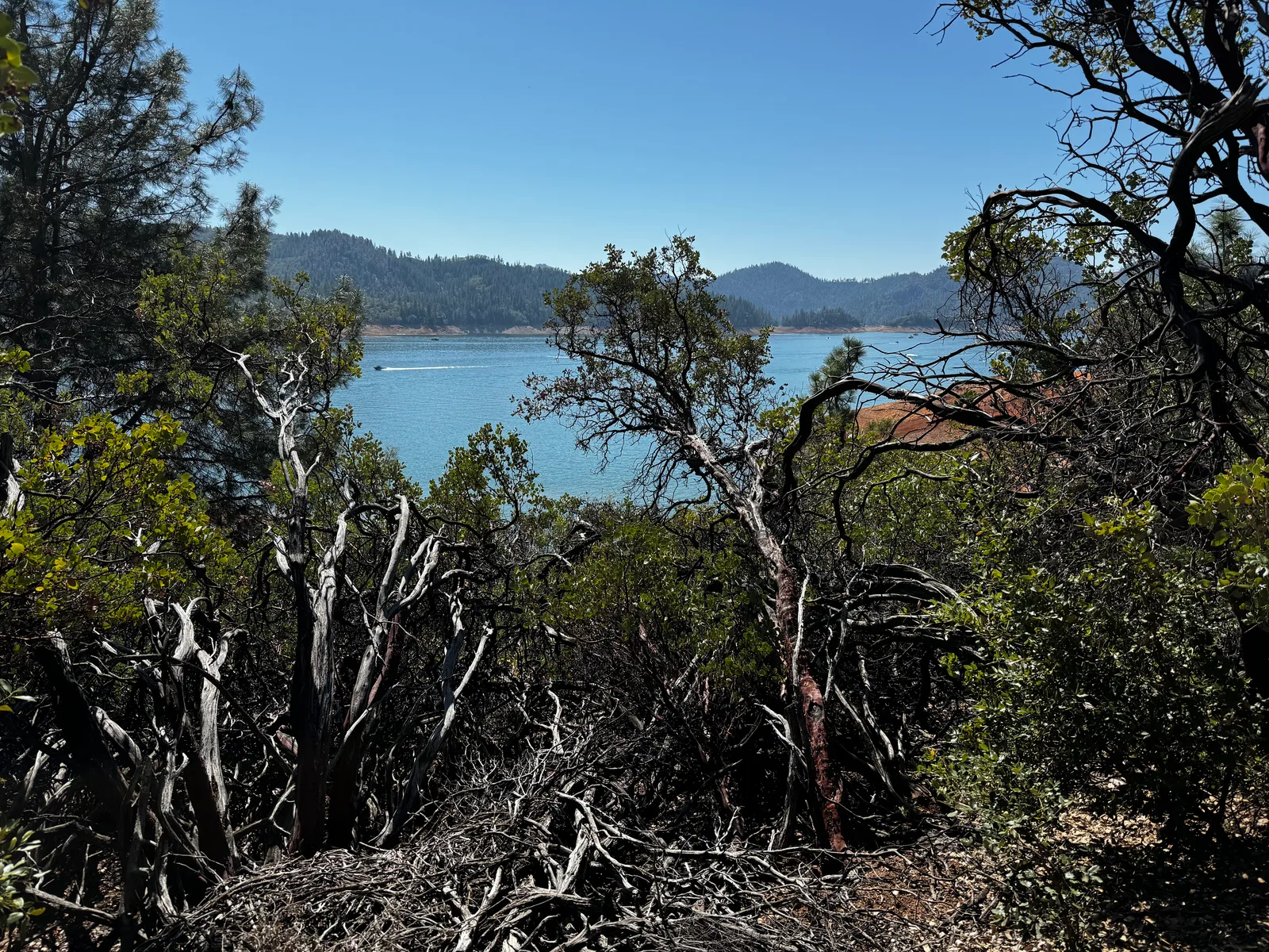 Shasta Lake, United States — 1 September 2024