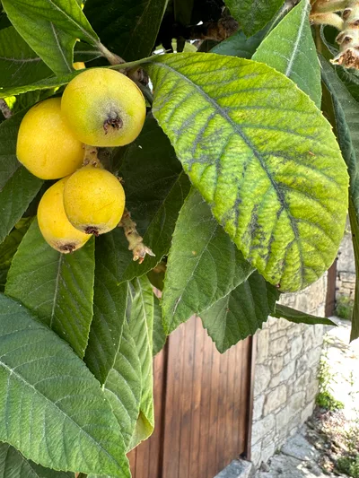 Peléndri, Cyprus — 14 May 2023