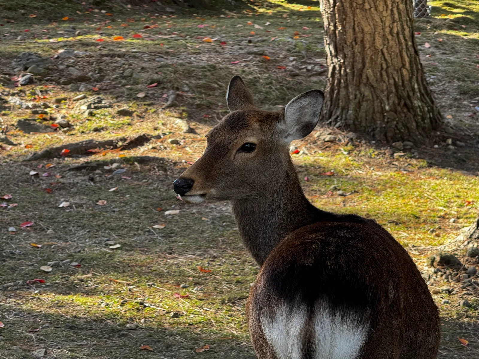 Nara-shi, Japan — 25 November 2024