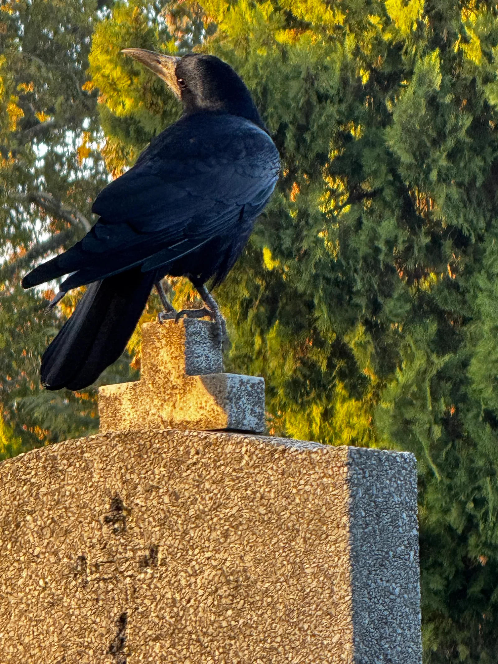 Palilula, Serbia — 19 October 2024