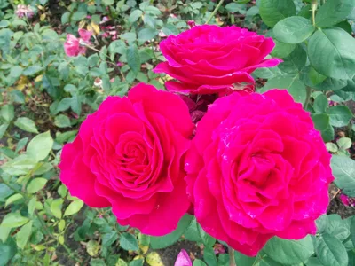 Photo from 5 July 2015