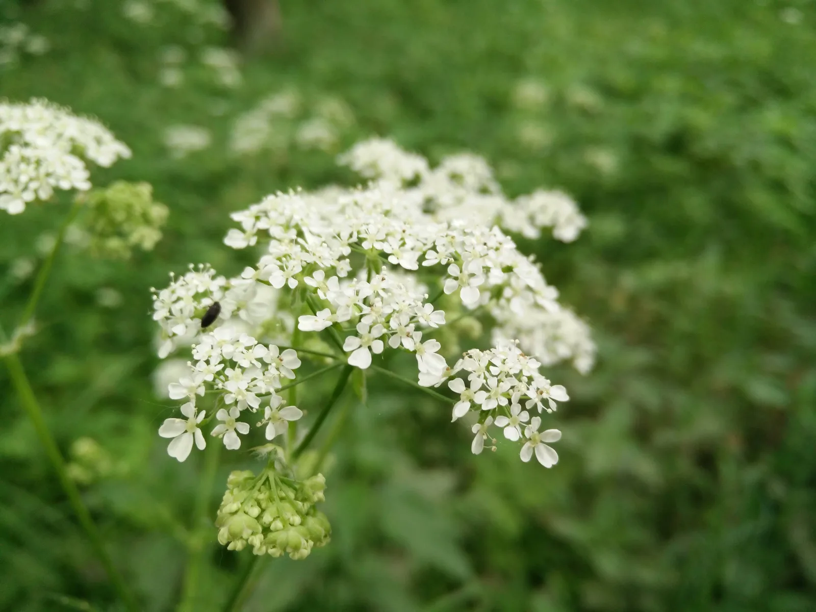 Peterhof, Russia — 14 June 2015