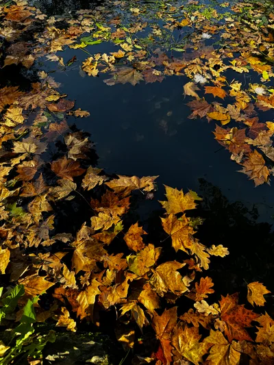 Savski Venac, Serbia — 19 October 2024