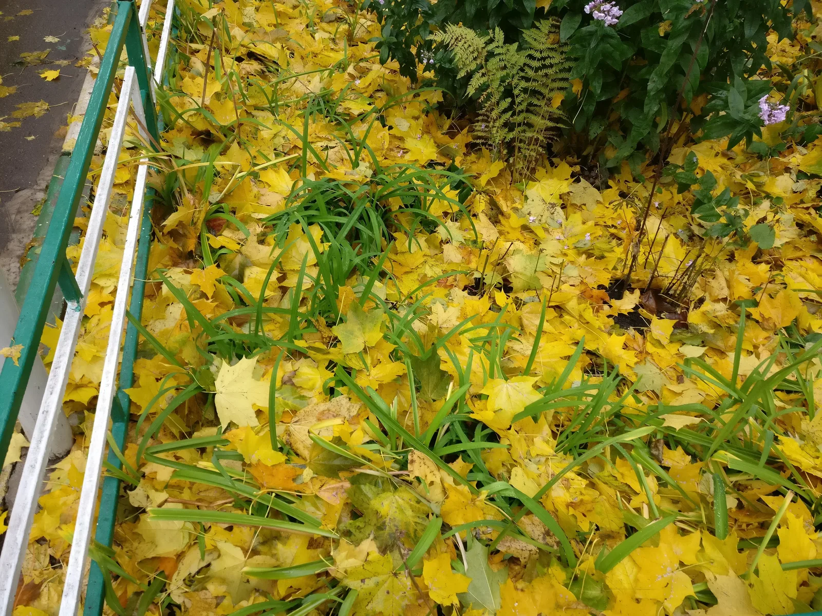 Sokol, Russia — 13 October 2017