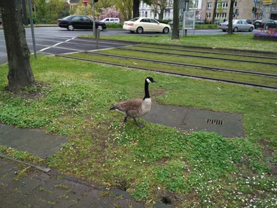 Düsseldorf, Germany — 29 April 2016