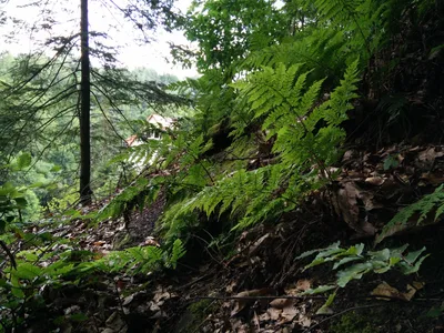Hohnstein, Germany — 23 July 2015