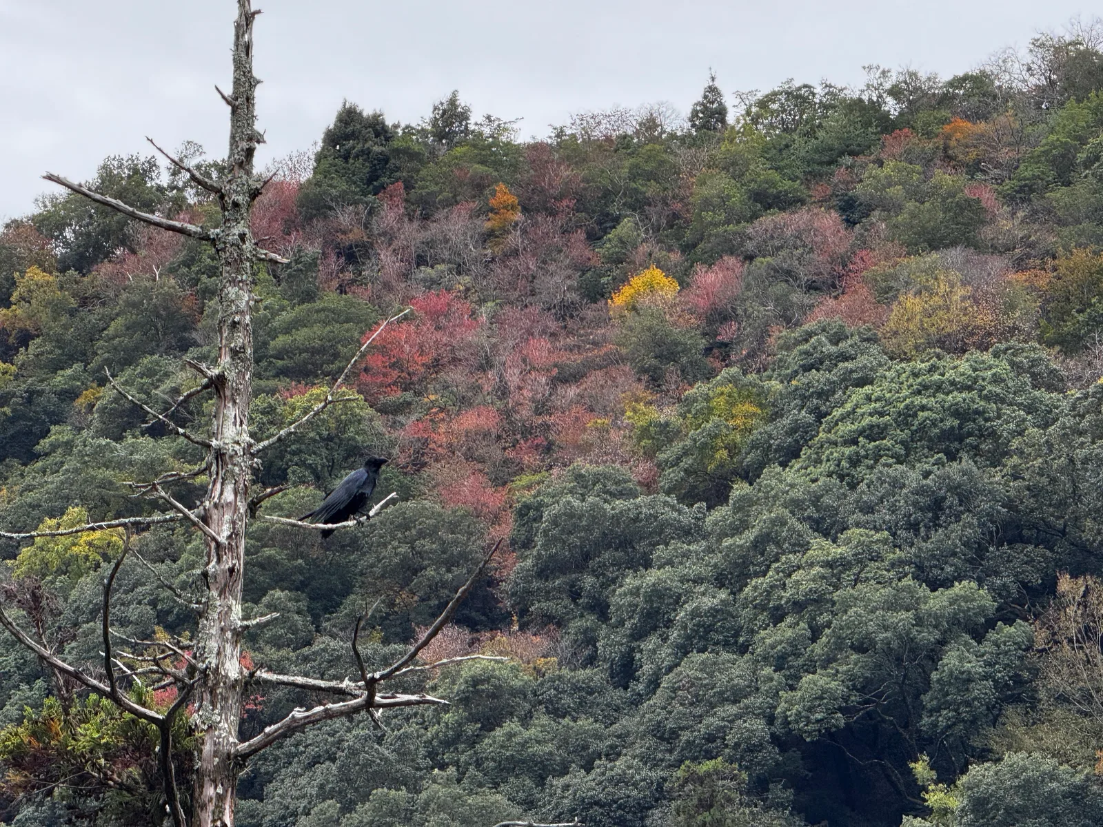 Minoh, Japan — 26 November 2024