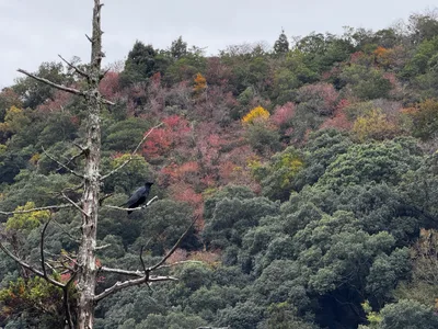 Minoh, Japan — 26 November 2024