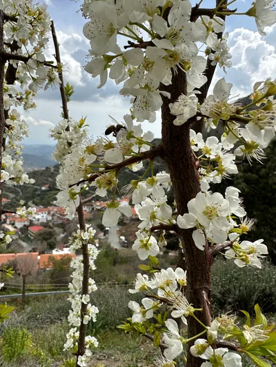 Klírou, Cyprus — 25 March 2023