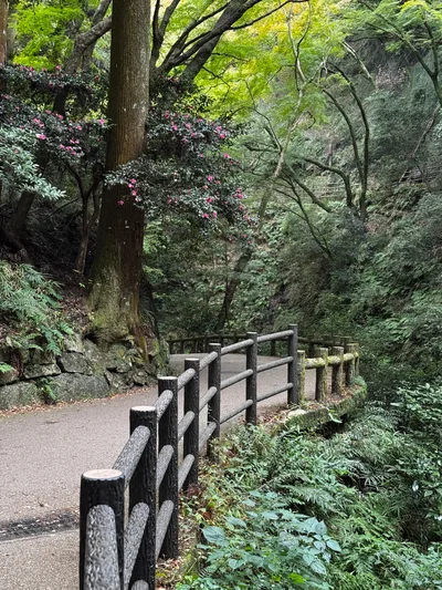Minoh, Japan — 26 November 2024