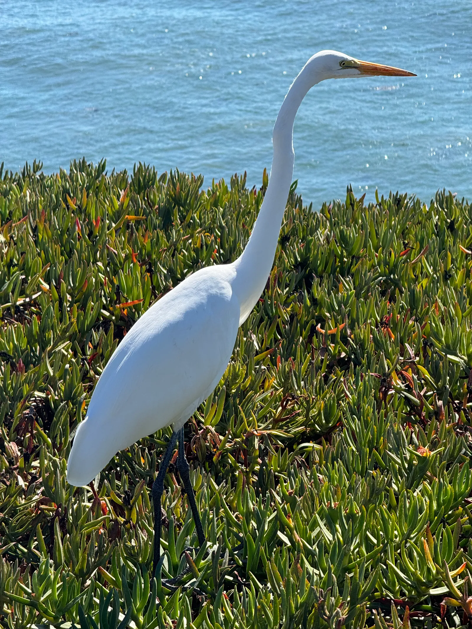 Santa Barbara, United States — 28 October 2025