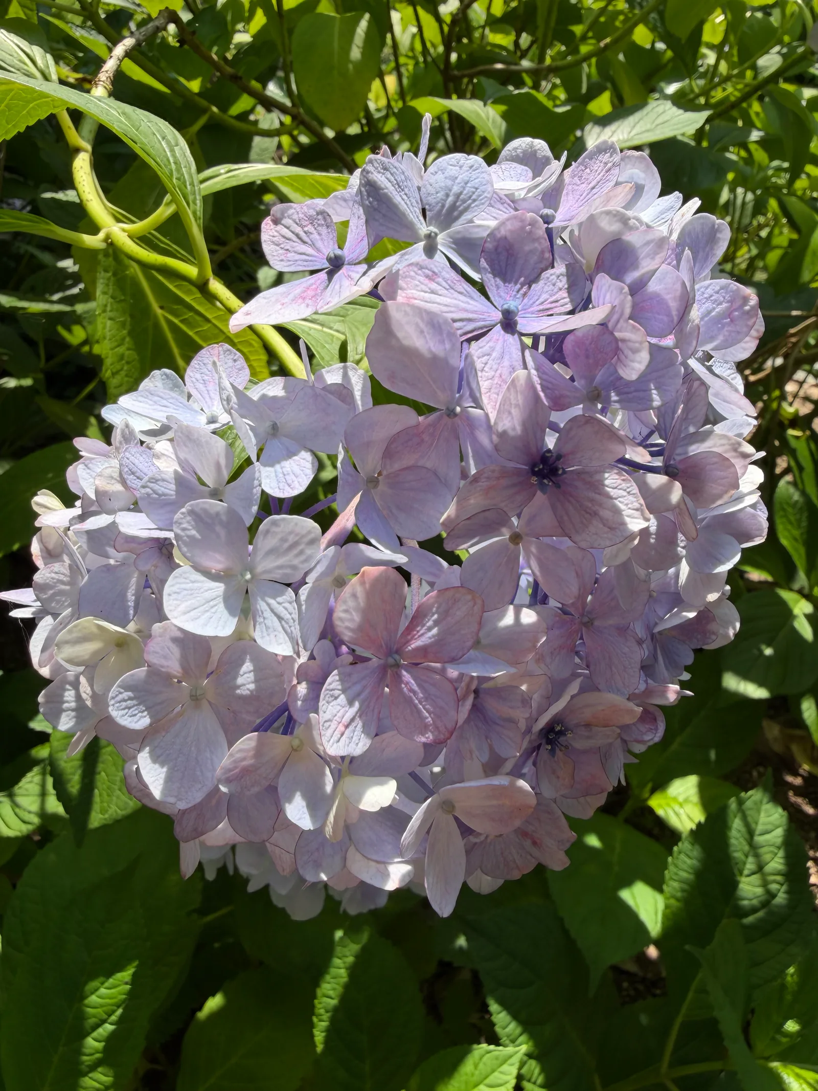 Hayashima, Japan — 13 June 2026