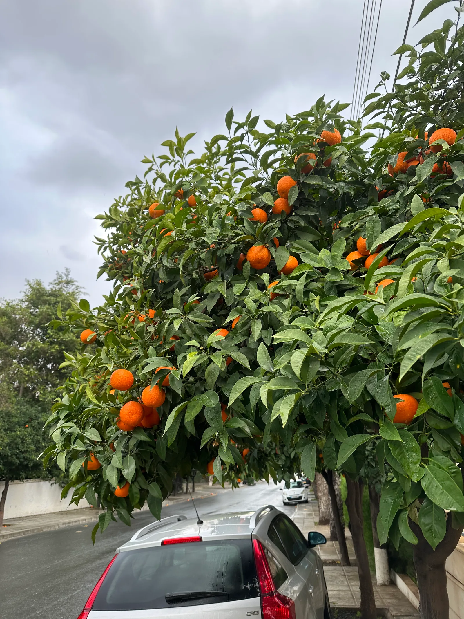 Limassol, Cyprus — 17 January 2023