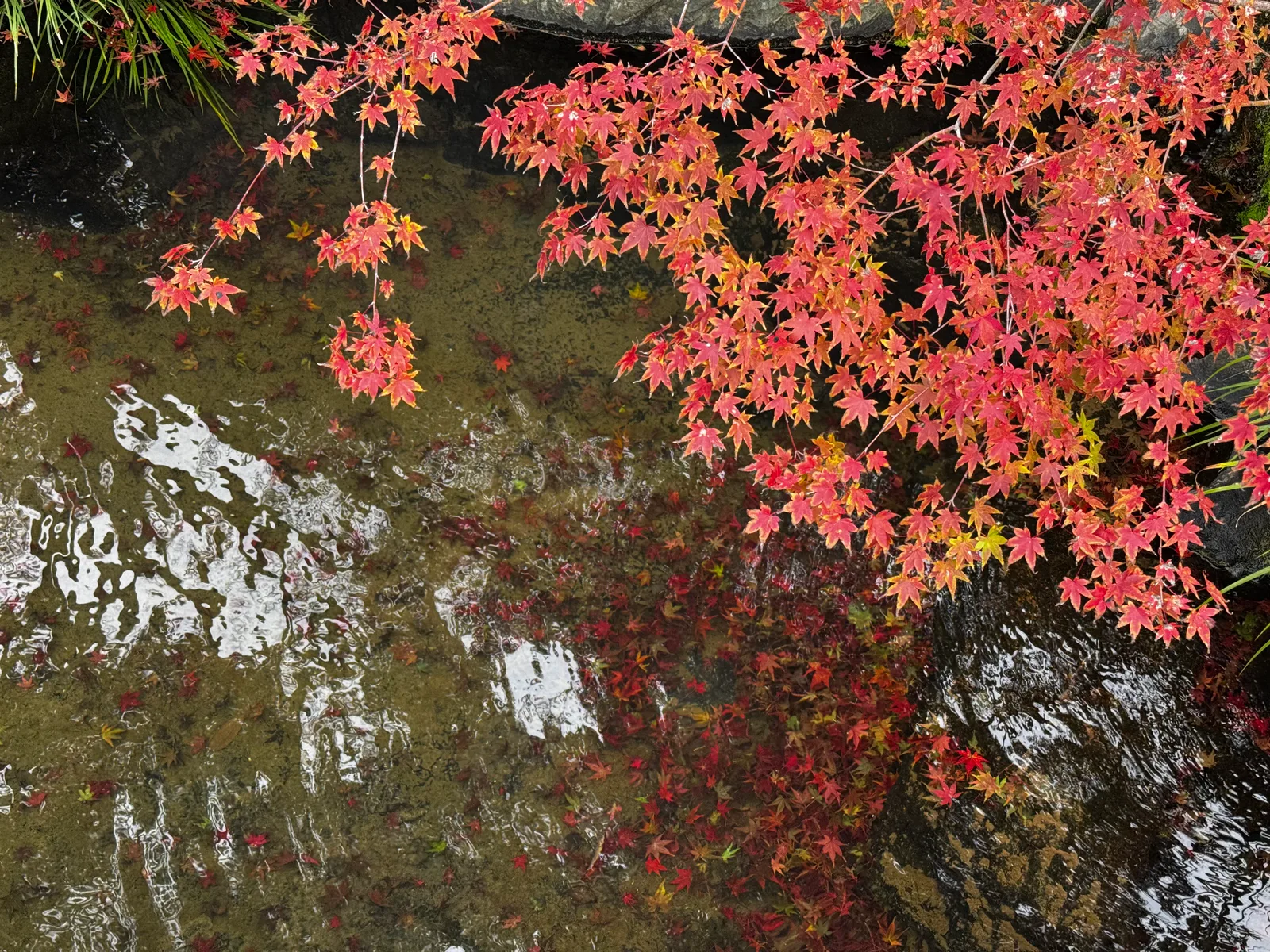 Minoh, Japan — 26 November 2024
