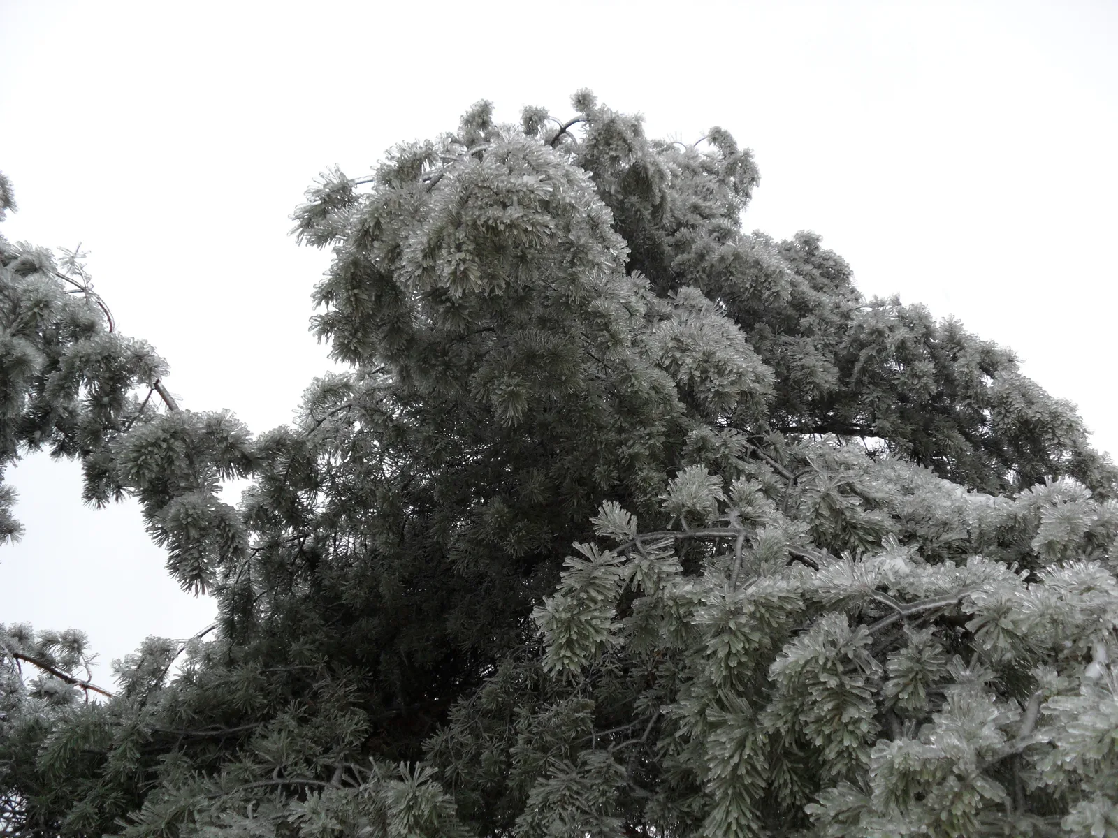 Photo from 26 December 2010