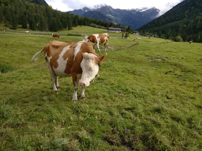 Maurach, Austria — 17 September 2017