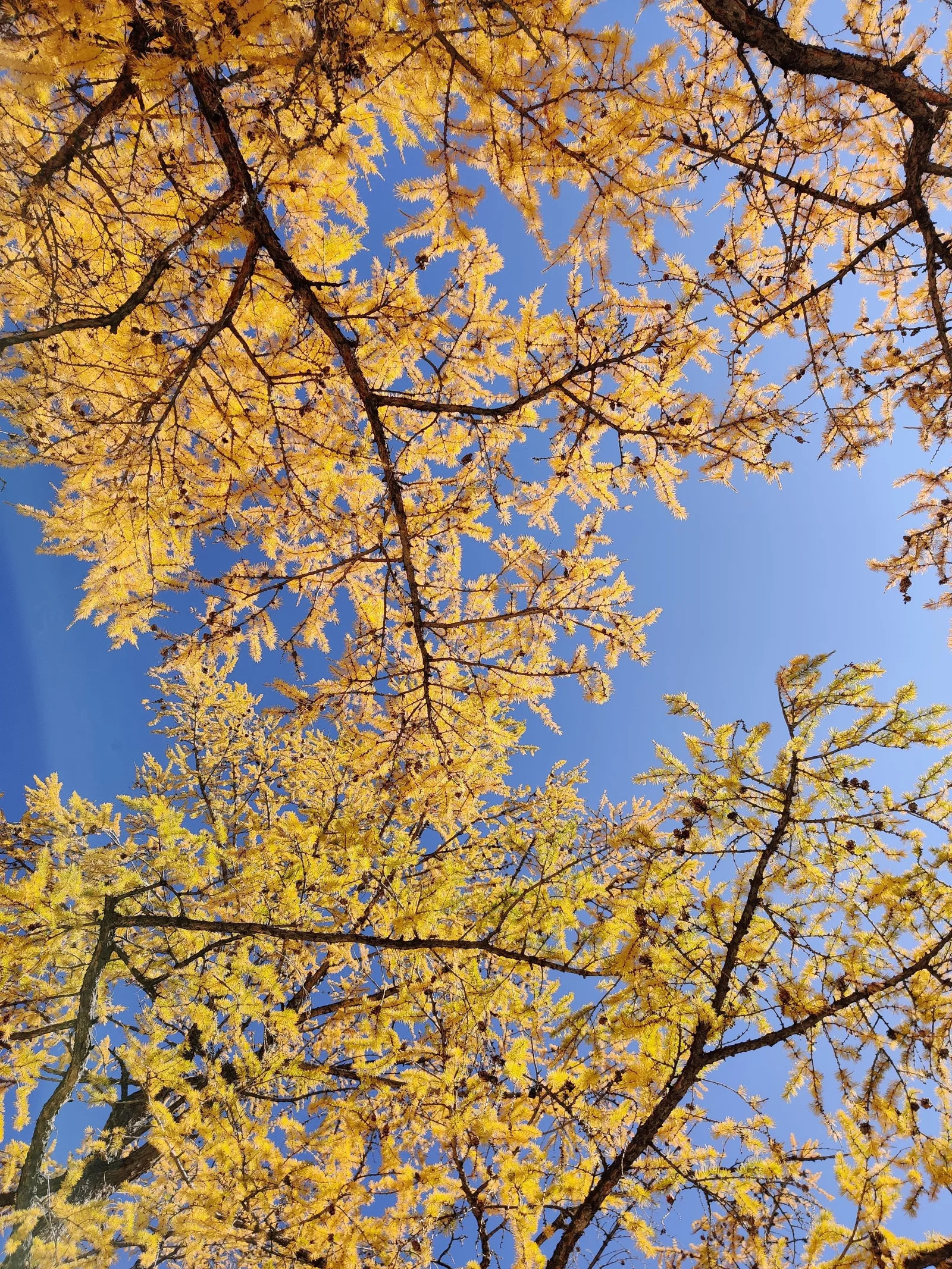 Kosh-Agach, Russia — 20 September 2020