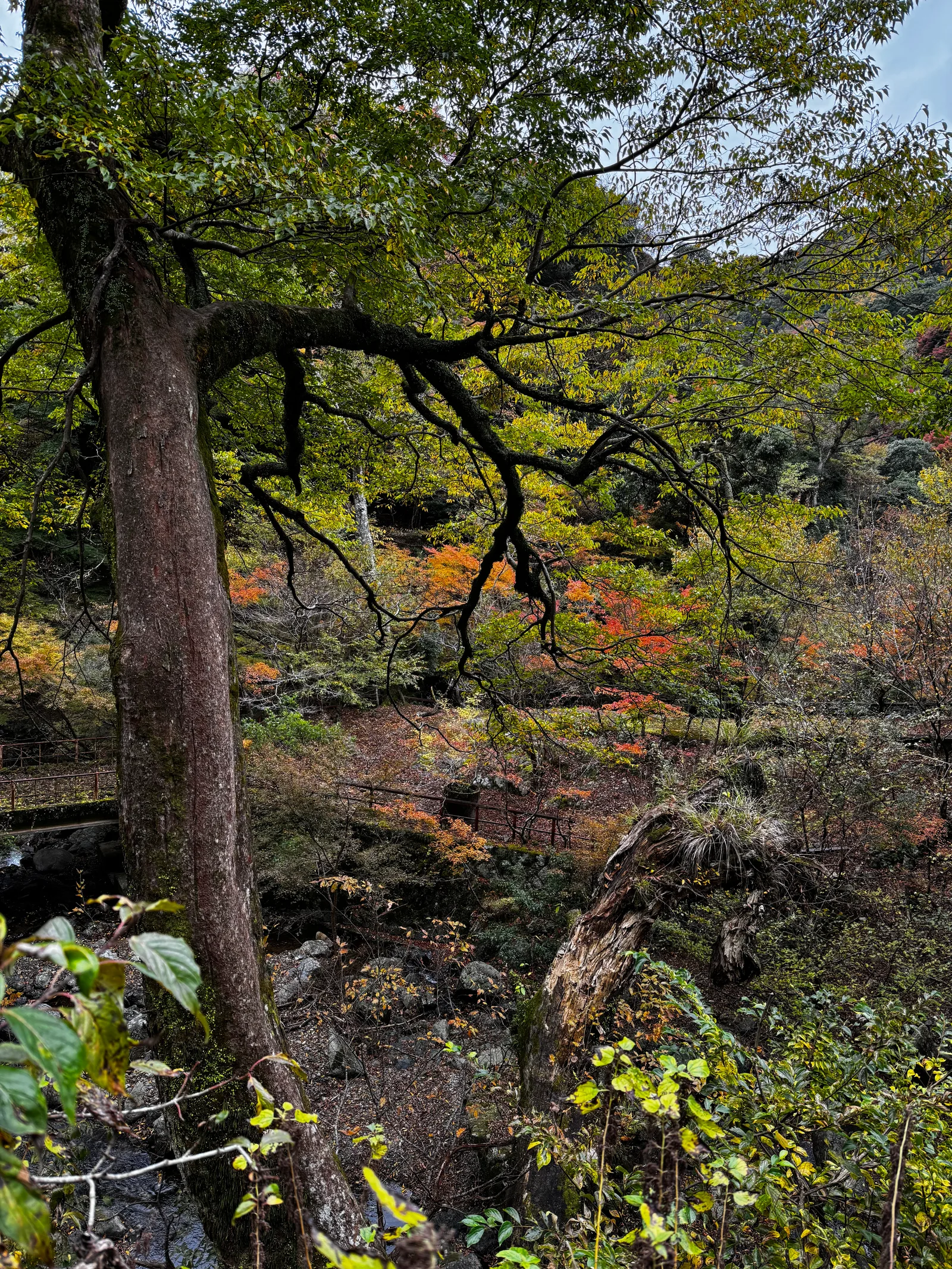 Minoh, Japan — 26 November 2024