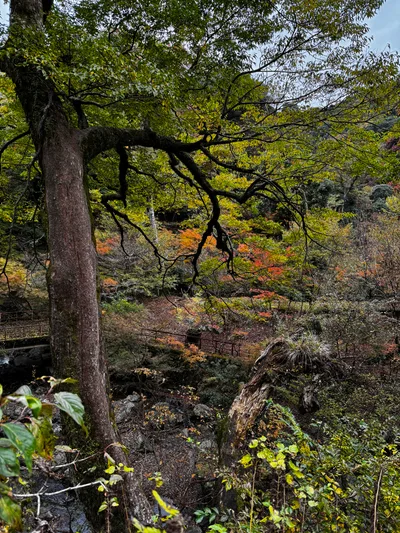 Minoh, Japan — 26 November 2024