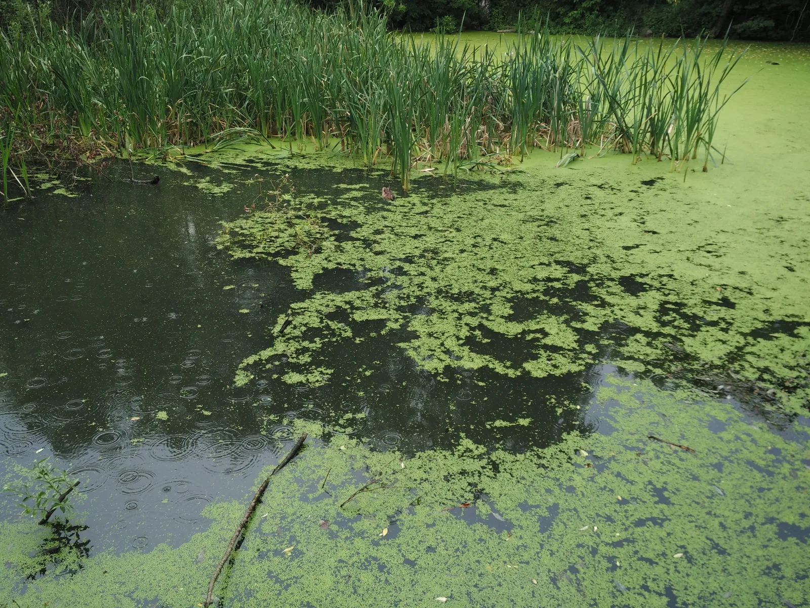 Photo from 2 July 2016