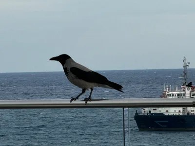 Limassol, Cyprus — 22 November 2023