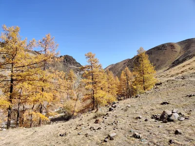 Kosh-Agach, Russia — 20 September 2020