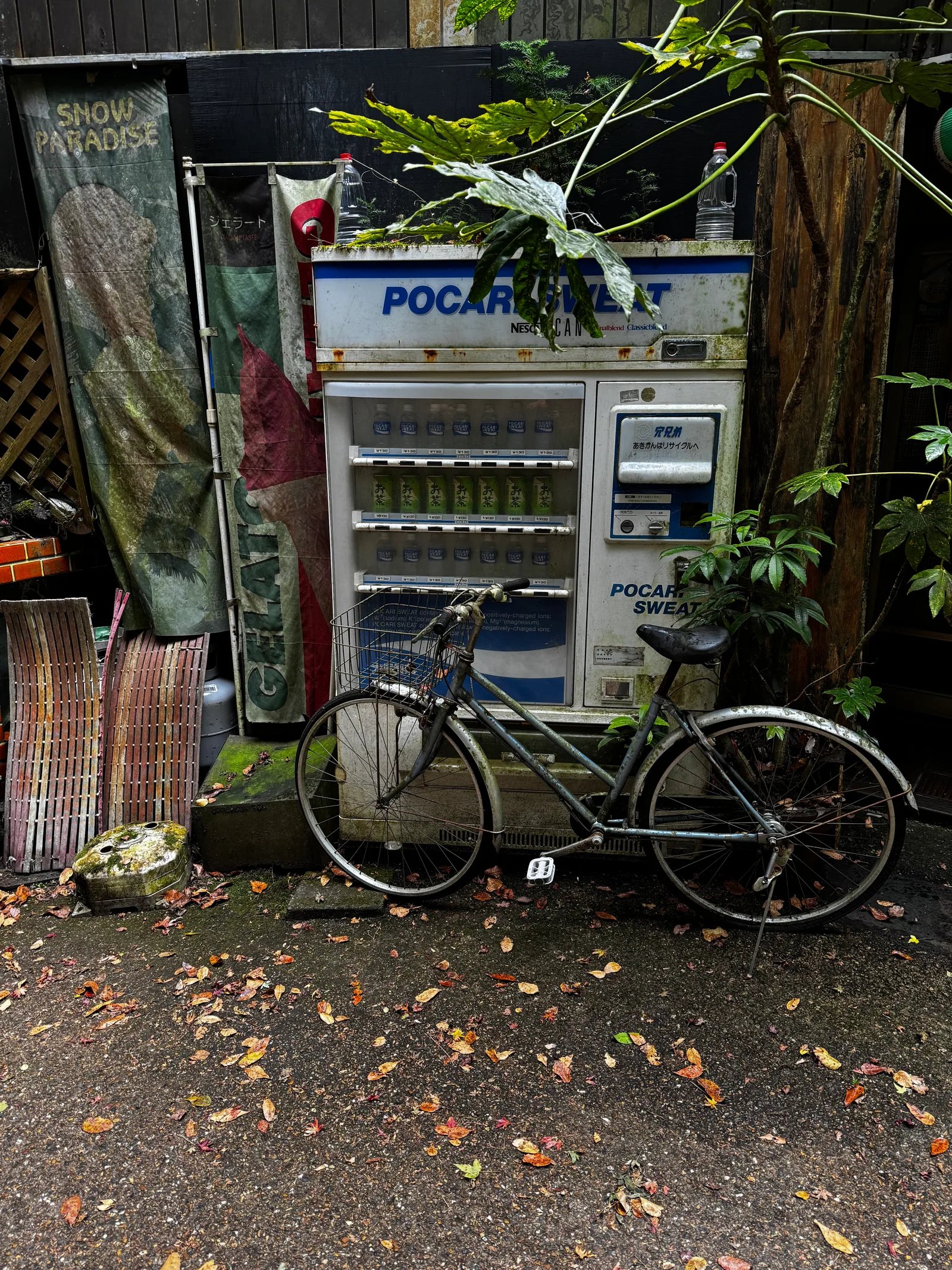 Minoh, Japan — 26 November 2024
