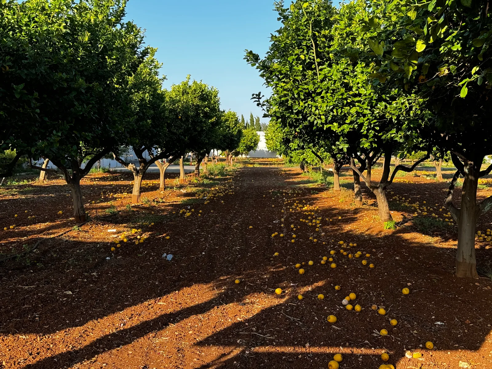 Trachóni, Cyprus — 16 May 2024
