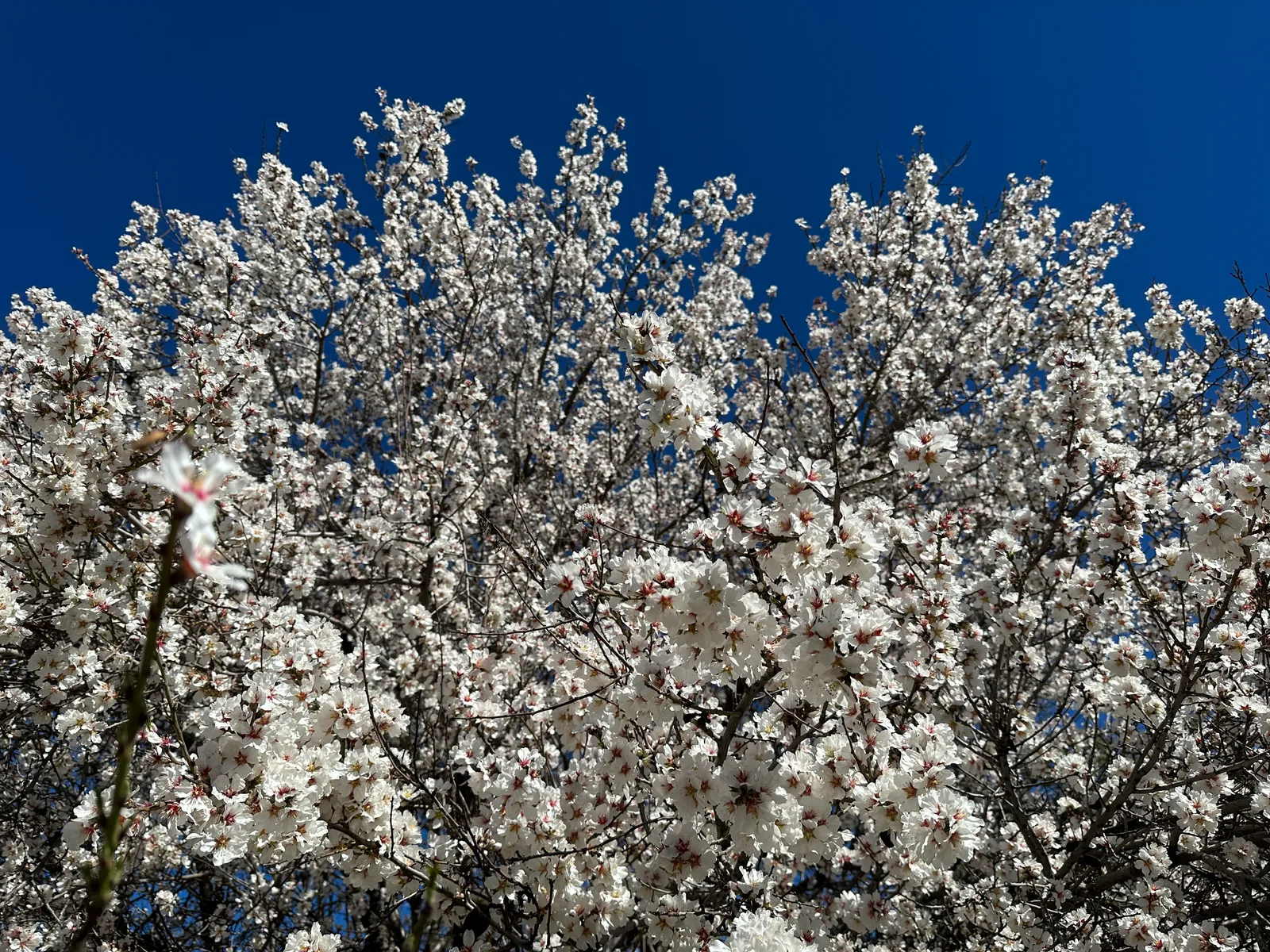 Peléndri, Cyprus — 4 March 2023