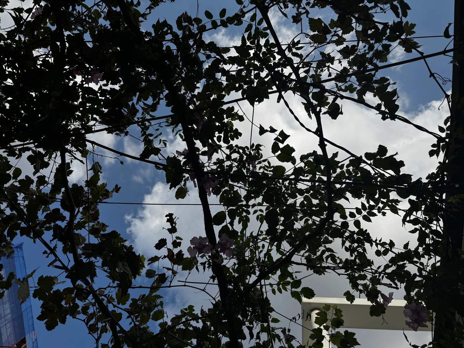 Nicosia, Cyprus — 12 November 2024