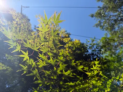 Fukuyama, Japan — 15 June 2026