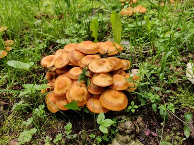 Lefortovo, Russia — 6 June 2020