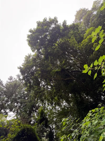 Kawazu-ikadaba, Japan — 20 June 2026