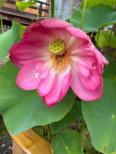 Shuzenji, Japan — 18 June 2026