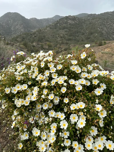 Peléndri, Cyprus — 9 April 2023