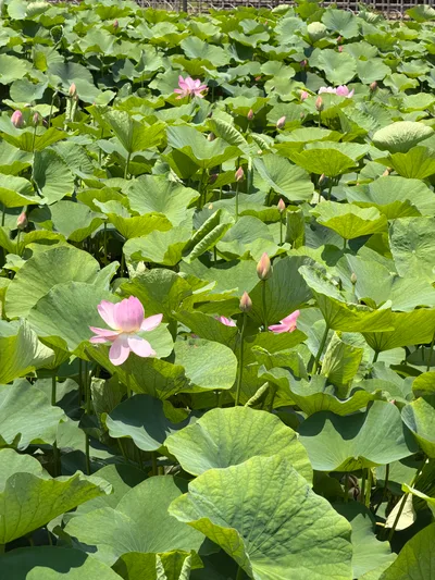 Okayama, Japan — 12 June 2026