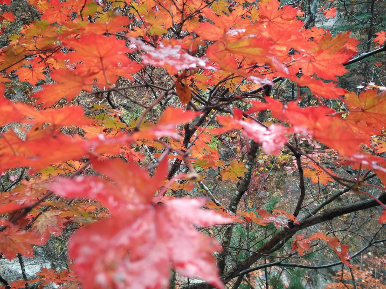 Sokcho, South Korea — 21 October 2016