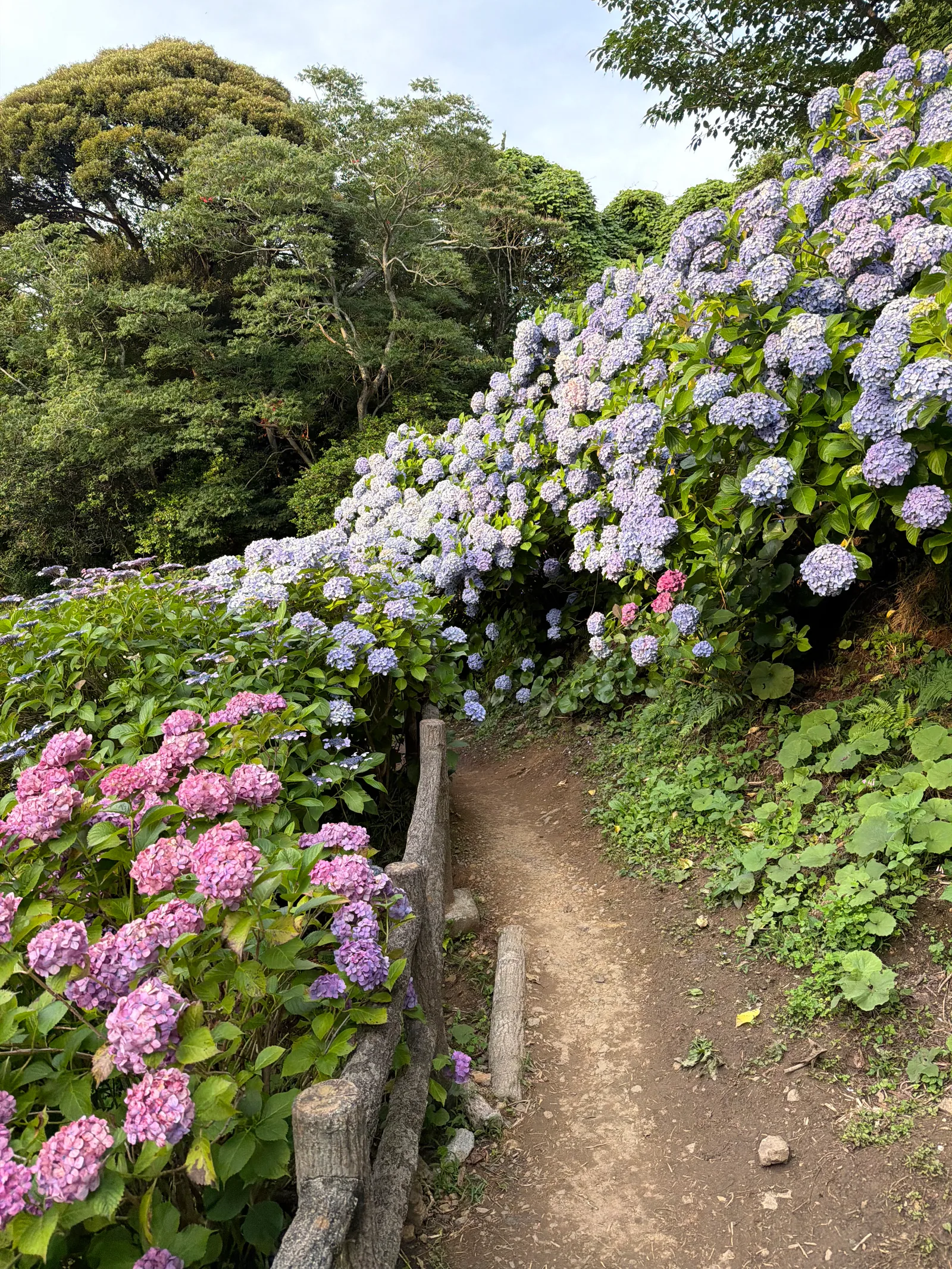 Shimoda, Japan — 19 June 2026