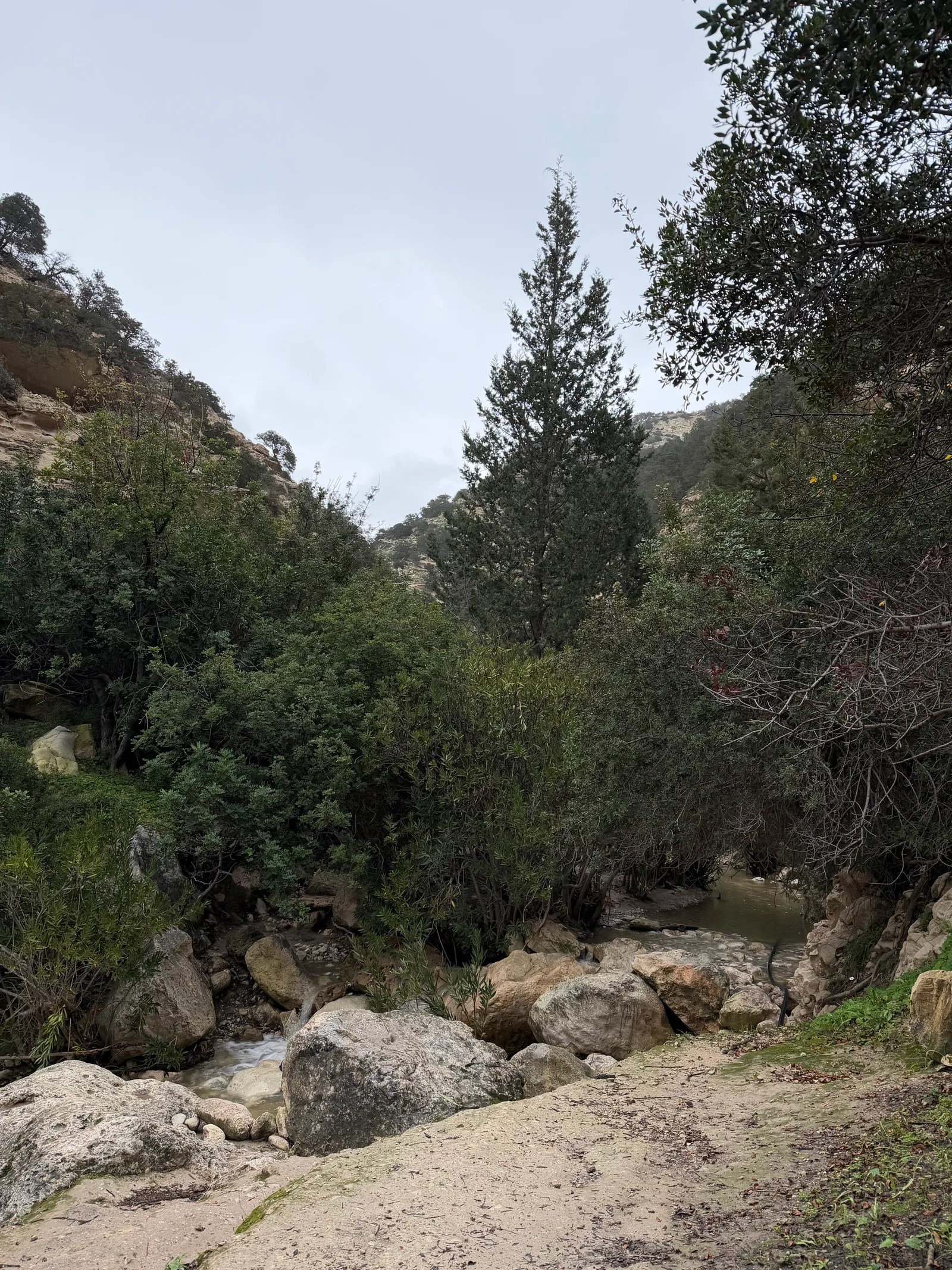 Pégeia, Cyprus — 29 January 2026