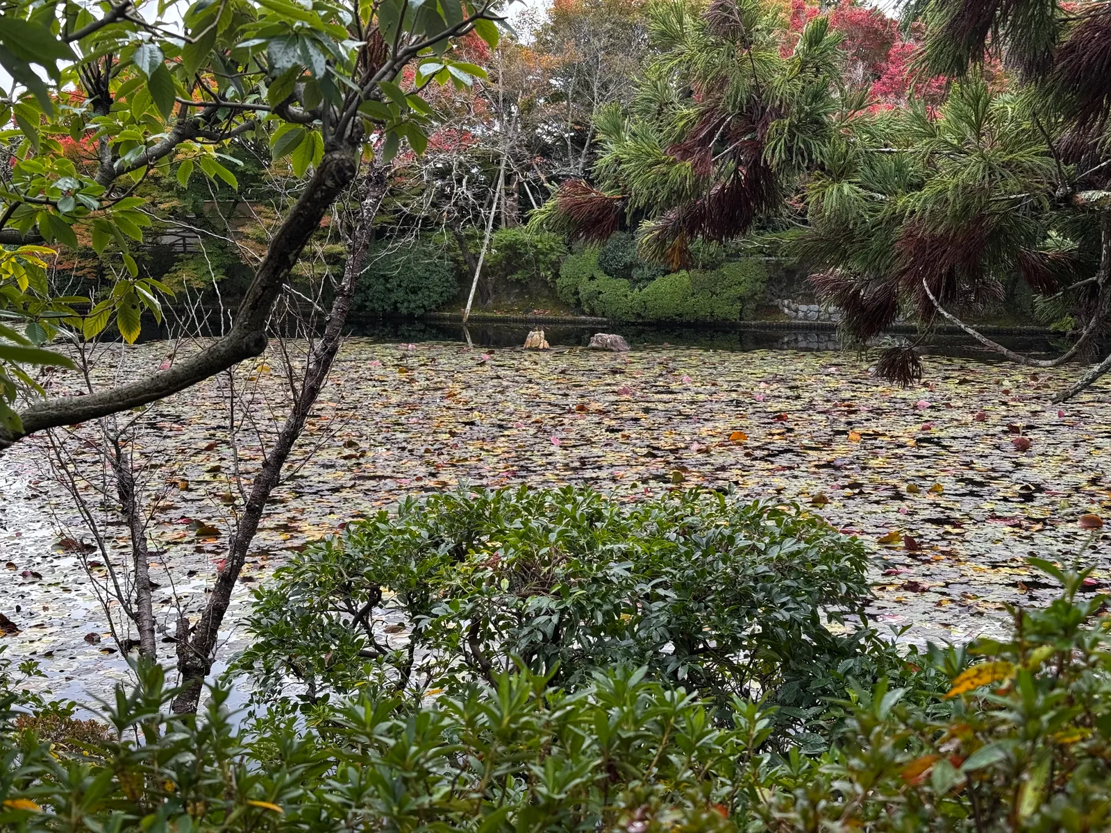 Kyoto, Japan — 24 November 2024