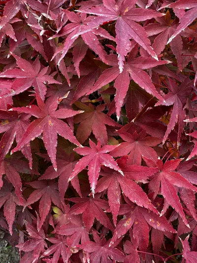 Ajiharacho, Japan — 23 November 2024