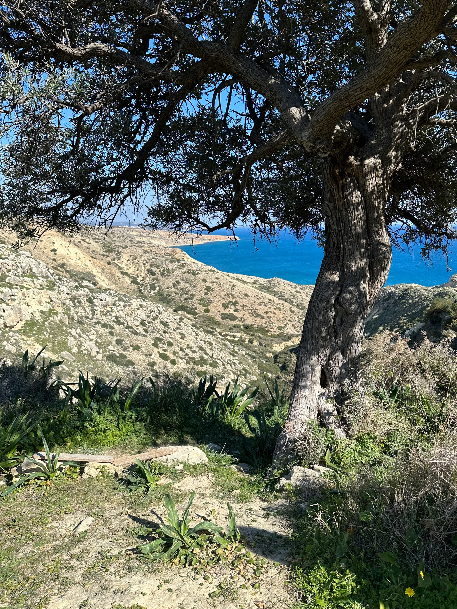 Pissoúri, Cyprus — 19 February 2023