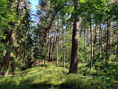 Nida, Lithuania — 18 July 2020