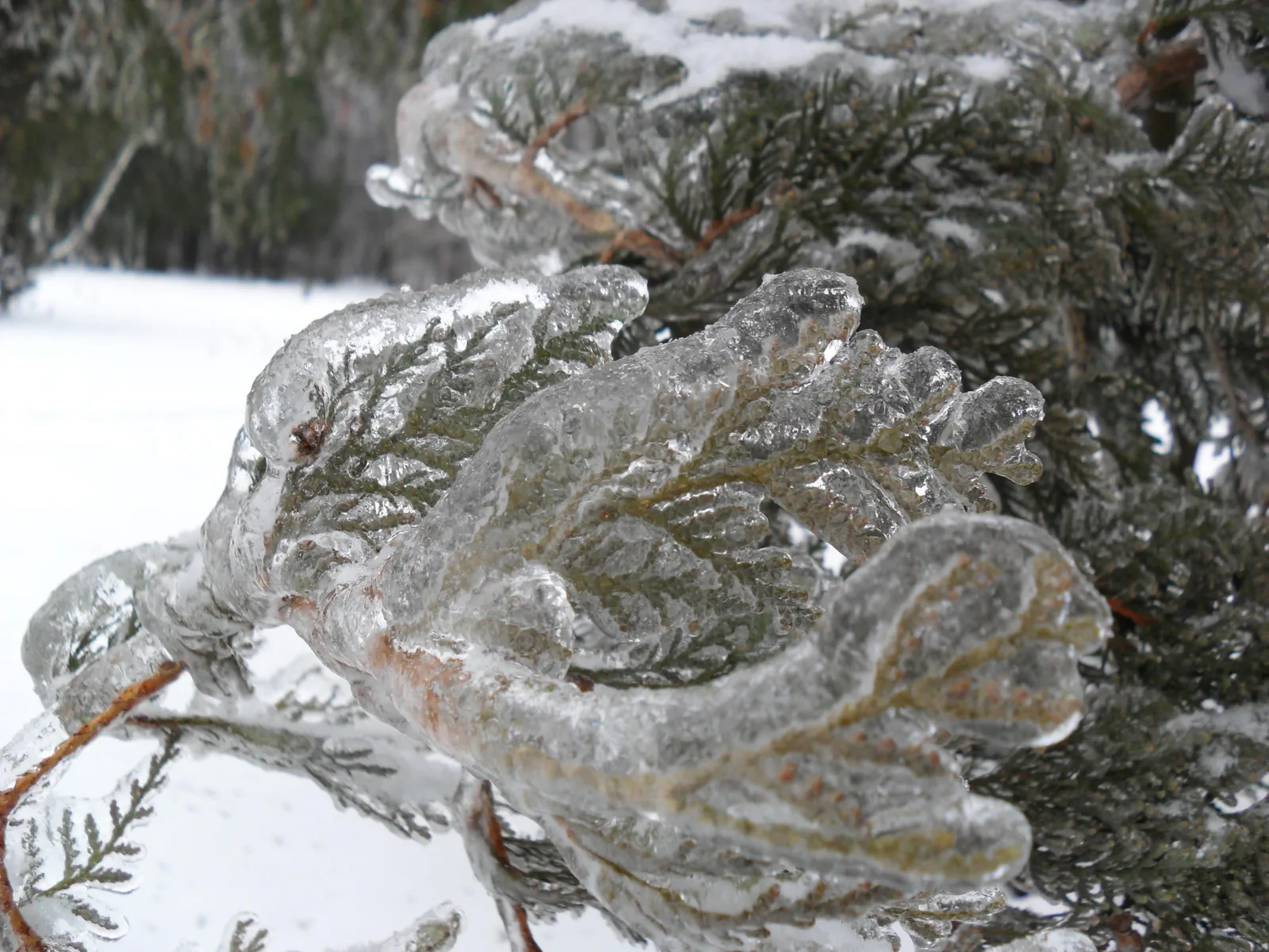 Photo from 26 December 2010