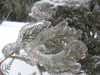 Photo from 26 December 2010