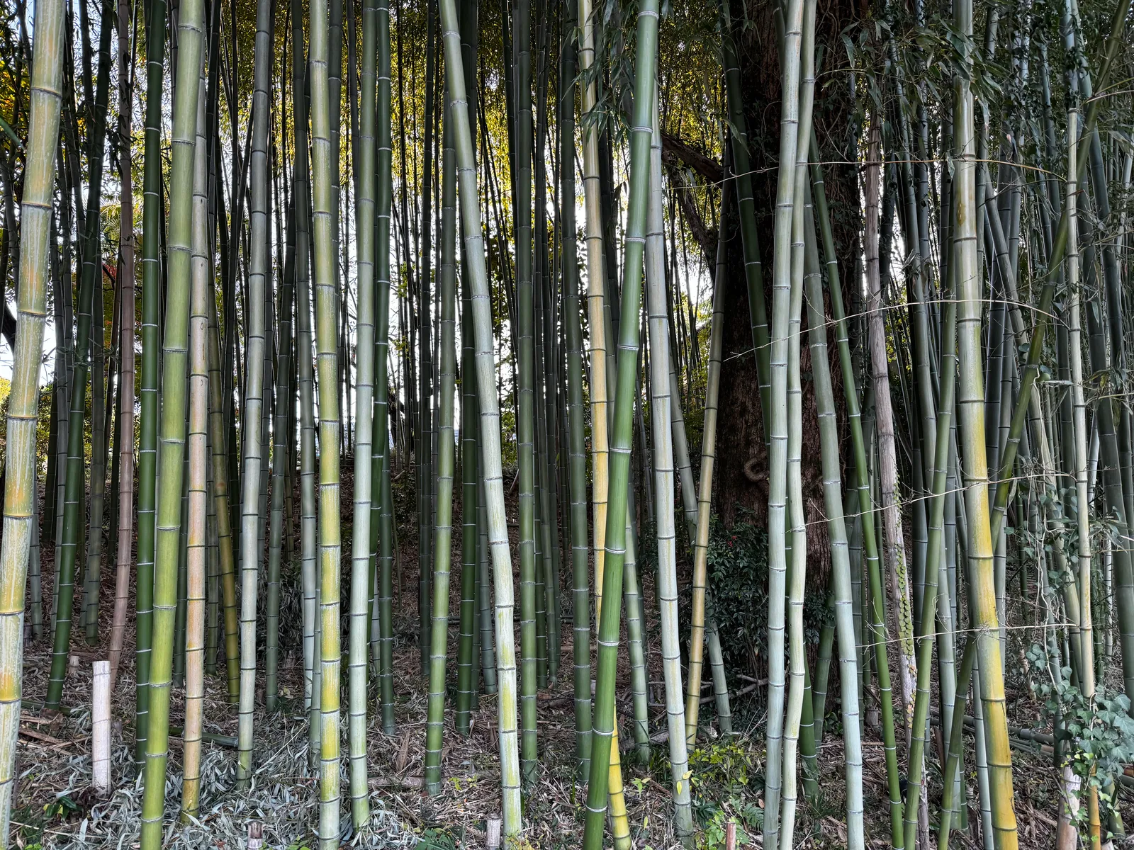Nara-shi, Japan — 25 November 2024
