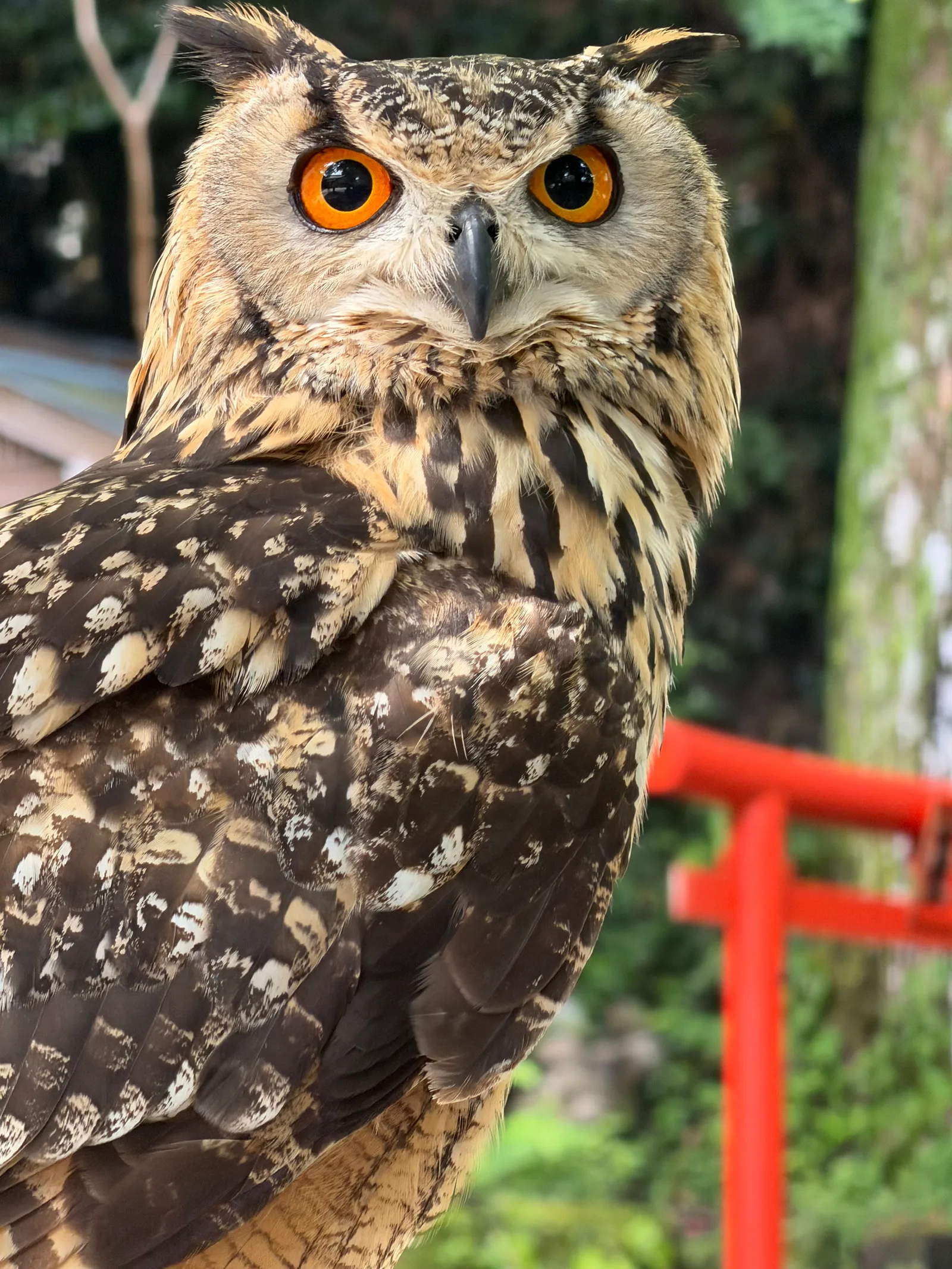Matsuzaki, Japan — 19 June 2026