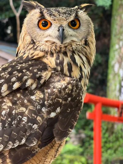 Matsuzaki, Japan — 19 June 2026